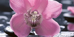 Орхидея Декор 10-04-04-162-1 25х50 (панно 1ч)