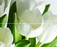 Arco Verde Tulipan Панно (из 2-х пл.) 50x60 