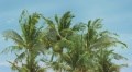 Dec Palm Panno A КПН16PalmA 25х45