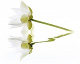 City White Lilies Панно 40x50 (2пл) 