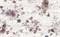 Панно настенное Шебби Шик 1606-0006 40х60 цветы (комплект из 2 шт) - фото 79787